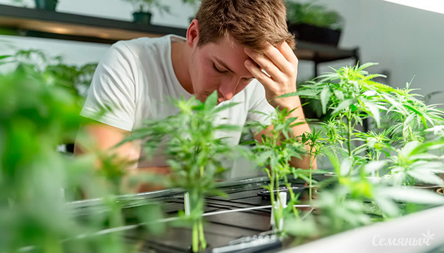 Основные трудности гидропонного выращивания конопли Проблемы выращивания конопли на гидропонике