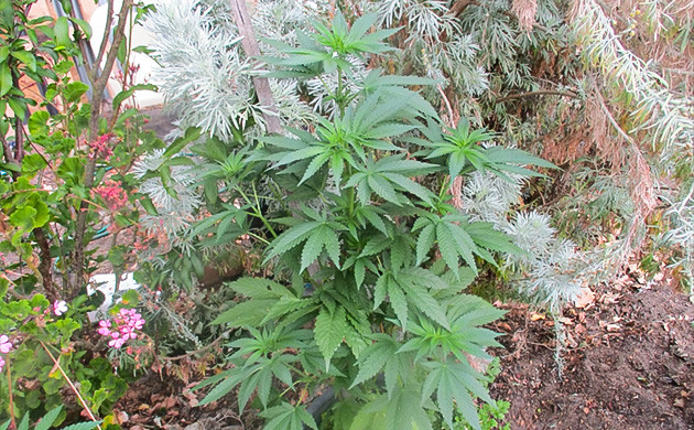 Девятая неделя роста Каннабис ростом 90 см