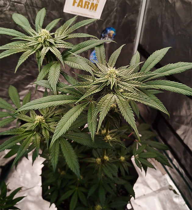 Аромат High Society: дизель и бисквит Самое рослое растение в цикле