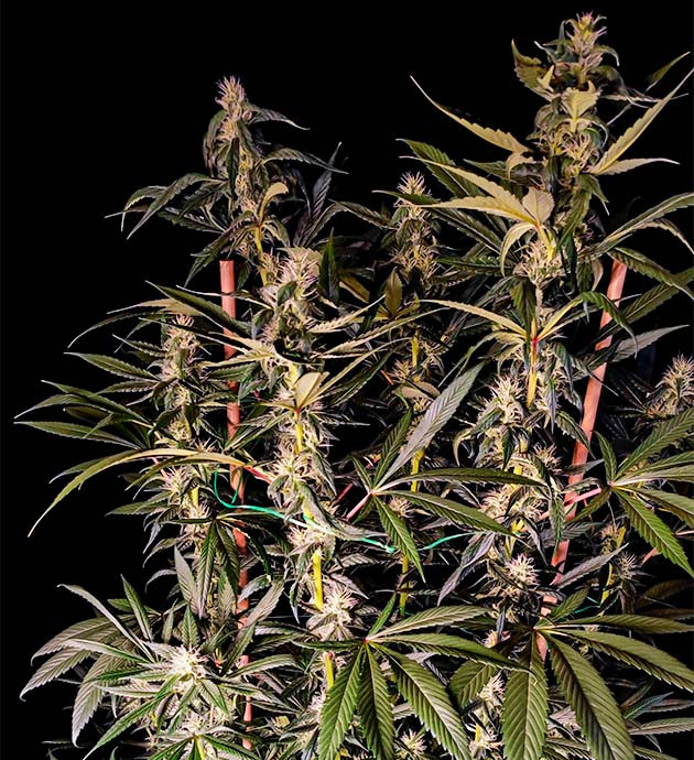 Выращивание куста Sweet Cherry Pie Sweet Cherry Pie как вырастить