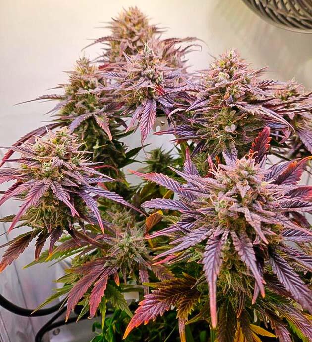 Куст Lemon Cherry Gelato Auto R3 на последней неделе выращивания