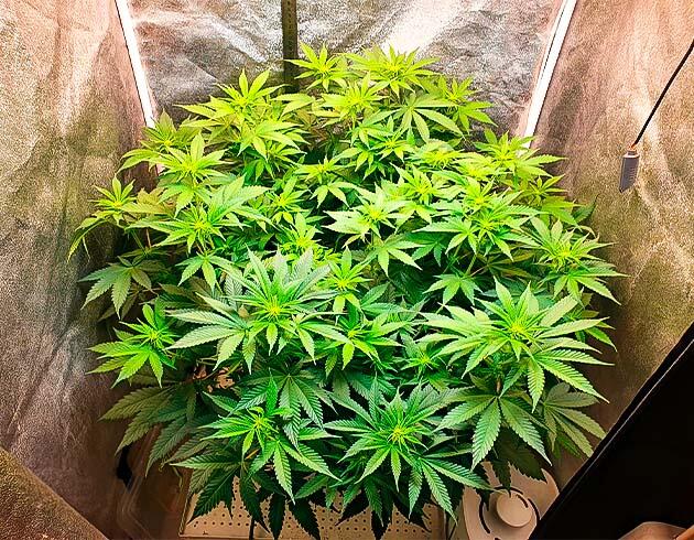 2 неделя цветения Куст RS11 на фазе цветения