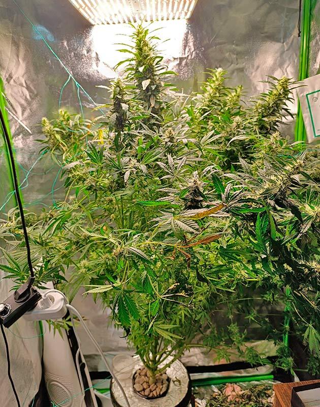 Куст каннабиса в фазе активного созревания Соцветия каннабиса утяжеляют ветки