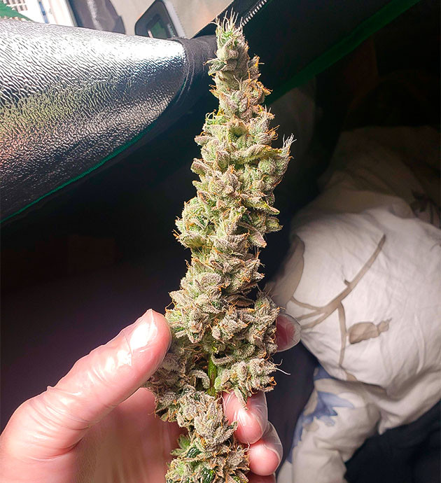 Общие впечатление от грова сорта Strawberry OG Cookies R1 Срезанная шишка конопли