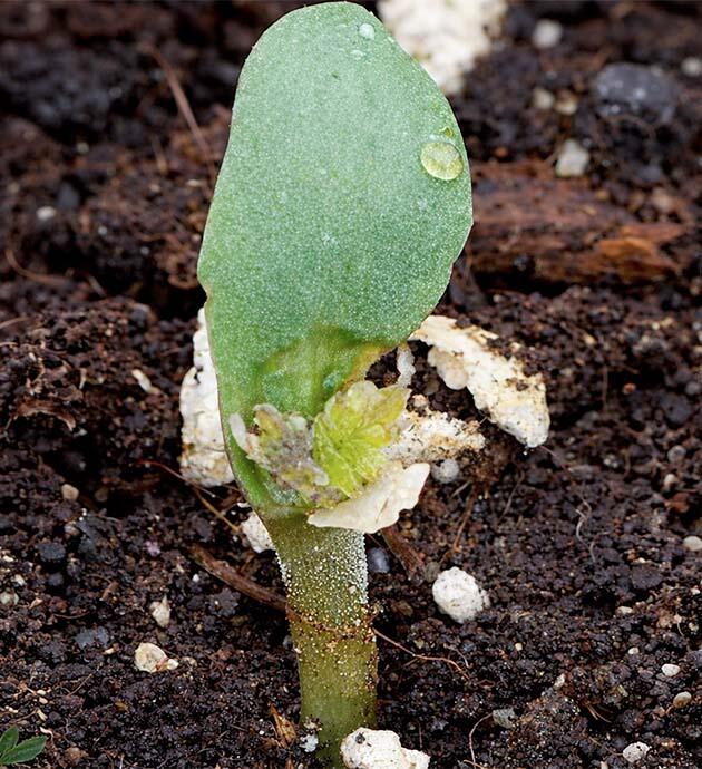 Проращивание конопли Росток марихуаны