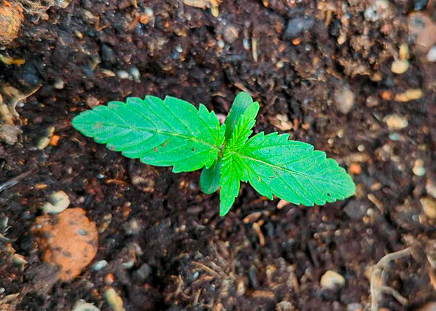 Росток Peach Crescendo Auto RF3 от Ethos Genetics