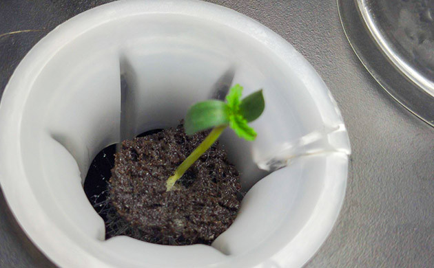 Первая неделя вегетации Появление первой пары листьев