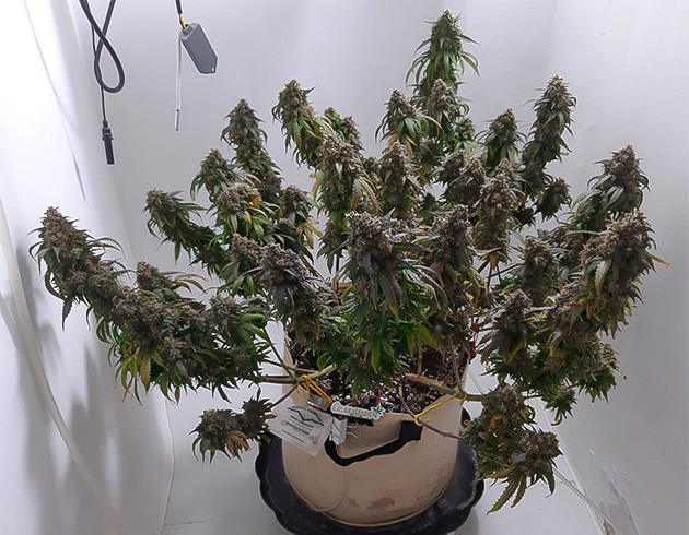 Набухание шишек и уход Погодные условия для Critical Orange Punch Auto