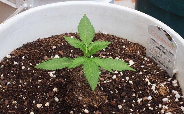 Сильные дожди на третьей неделе Формирование новых листьев