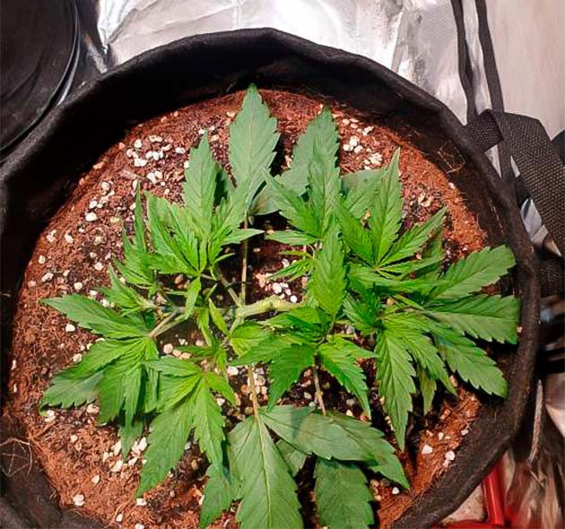 Активное выращивание марихуаны Конопля на 4 неделе выращивания