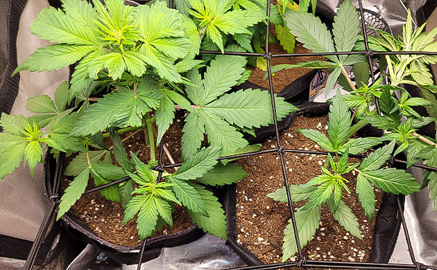 Выращивание сорта марихуаны Purple Lemonade Auto ScrOG сетка на сорте Purple Lemonade Auto