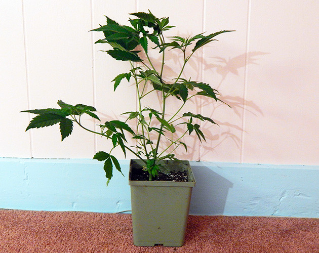 Пятая неделя вегетации конопли Каннабис высотой 35 см