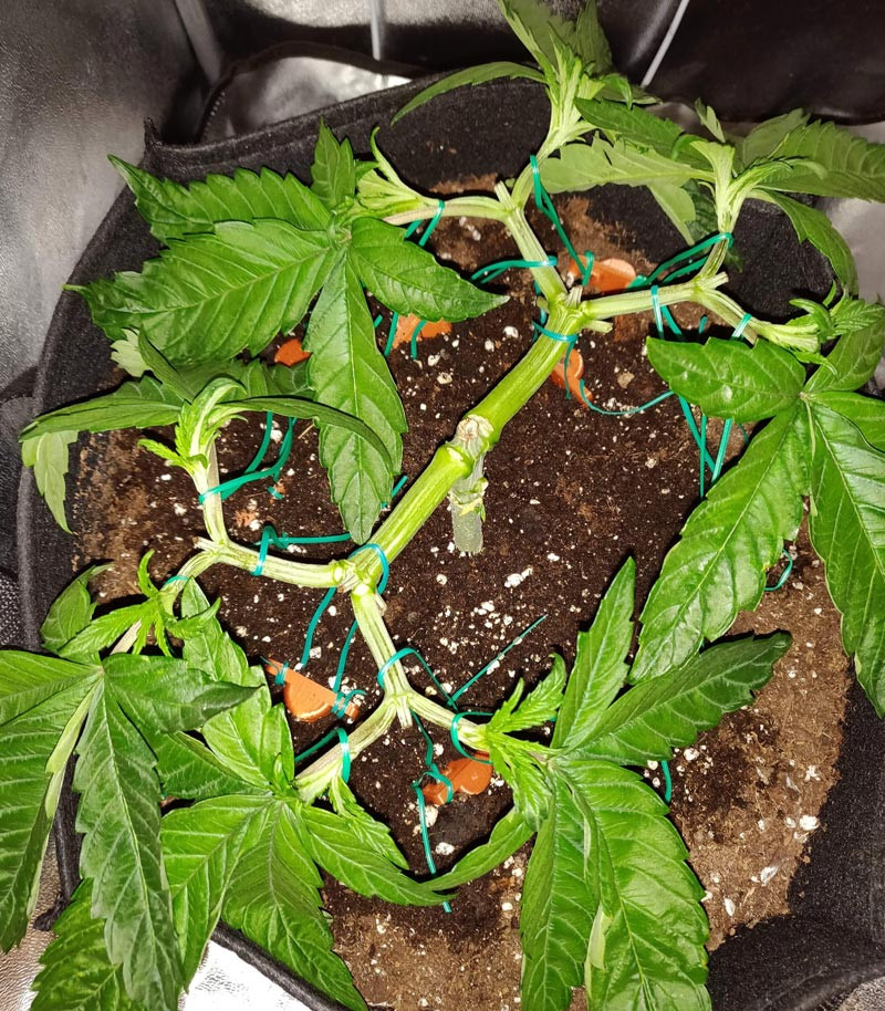 Куст после техники мейн линиг Куст LSD без главного стебля