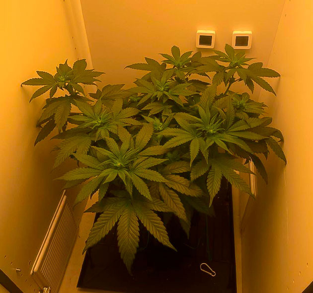 Активный рост марихуаны Куст Dos-Vi-Dos fem на 5-6 неделе выращивания