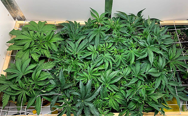 Цветение парихуаны Pineapple Chunk Цветение куста Pineapple Chunk