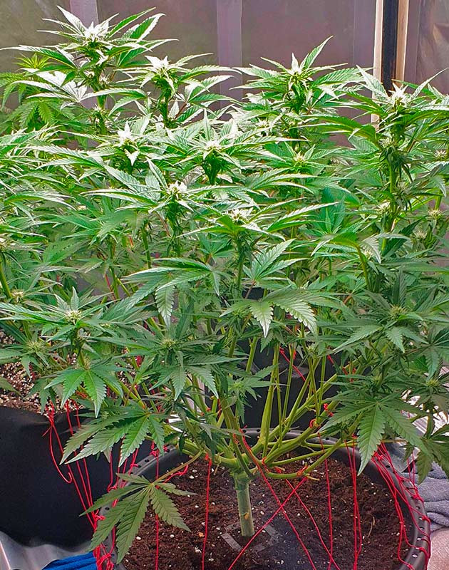 Формирование шишек конопли Куст Banana Purple Punch Auto ростом 71 см