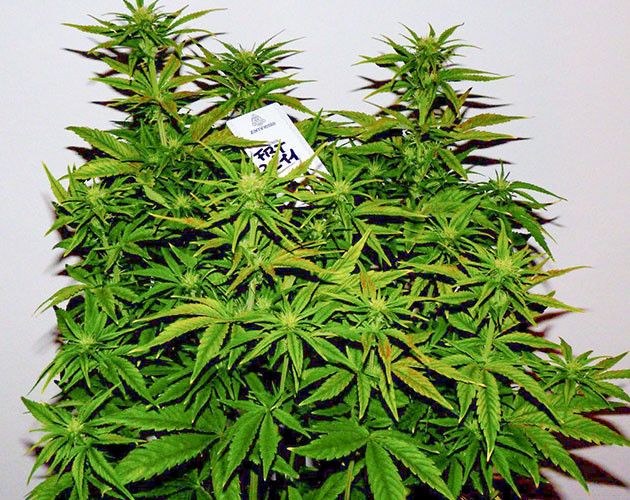 Дефолиация на 7 неделе выращивания Куст после дефолиации