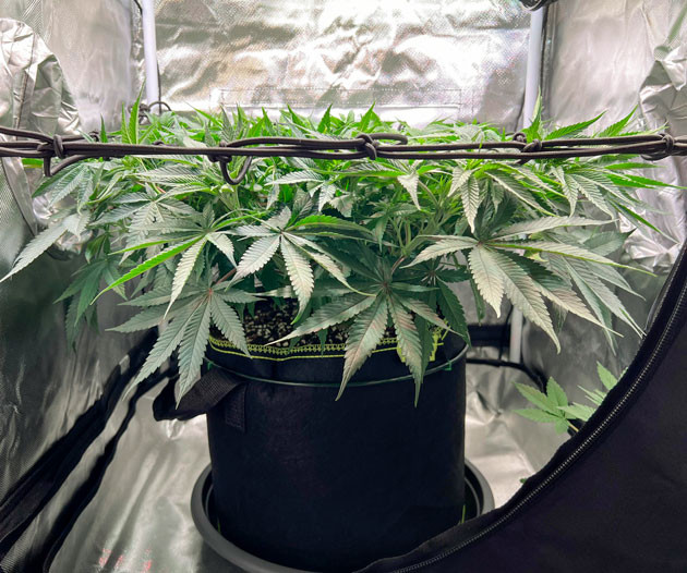 Дефолиация марихуаны Стадия цветения конопли