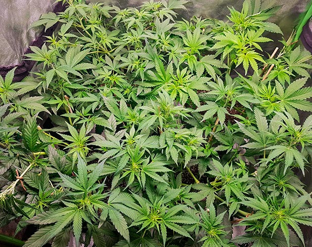 Тренировка растения Skywalker Haze Подготовка куста Skywalker Haze к цветению