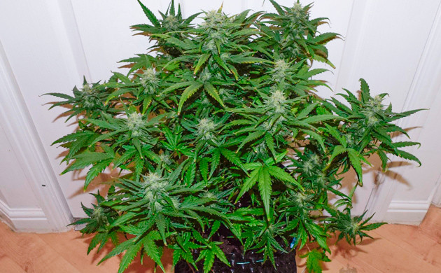 Дефицит кальция на 7 неделе выращивания Пятна на листьях