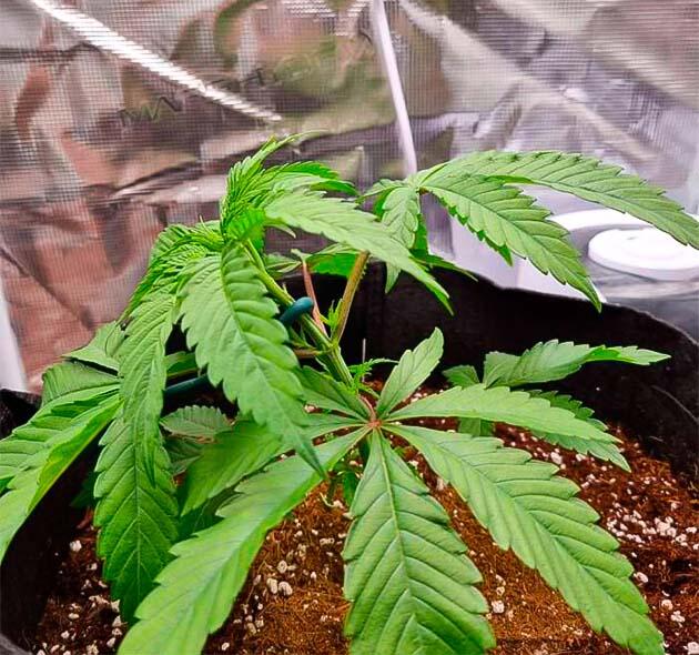 Проведение LST и полив каннабиса Куст Strawberry OG Cookies R1 на 5 неделе развития