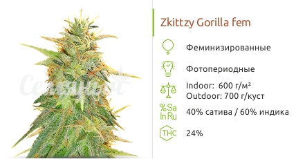 Сорт марихуаны Zkittzy Gorilla Zkittzy Gorilla от Original Sensible Seeds