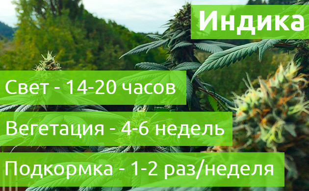 Уход за индикой во время вегетации Особенности выращивания во время вегетации