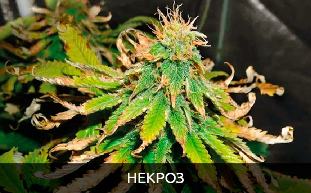 Проблема с листьями из-за почвы Проблема с листьями из-за грунта