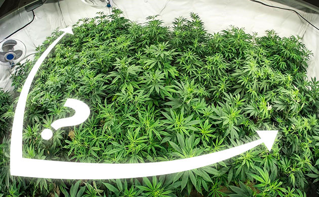 Расчёт количества кустов на единицу площади От чьего завит плотность посадок конопли