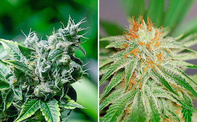 Трихомы на чашечке конопли и сбор урожая Как состояние трихом влияет на сбор конопли