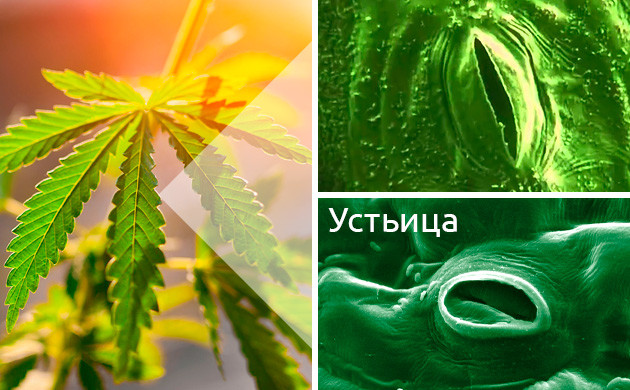 Как конопля спасается от жары самостоятельно Устьица на конопле