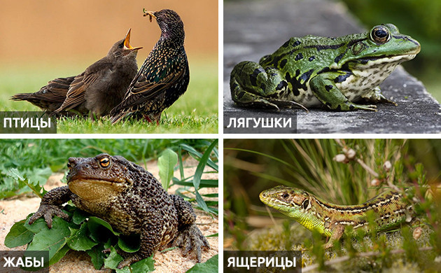 Птицы и земноводные для защиты от паразитов Птицы и земноводные