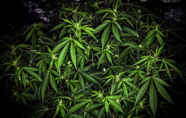 Цветущая марихуана в гроубоксе Третья неделя цветения марихуаны