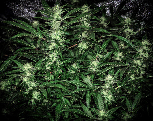 Высота конопли на 5 неделе цветения 110 см Развитие сорта Tutankhamon на 13 неделе