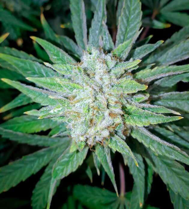 Финиш цветения и подготовка к харвесту Куст конопли с плотными шишками и зрелыми трихомами