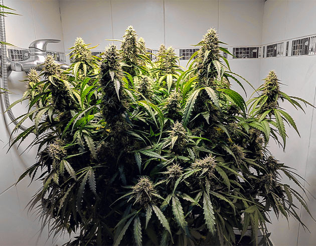 предхарвест кустов Johnny Cage Auto Сбор урожай с куста Johnny Cage Auto