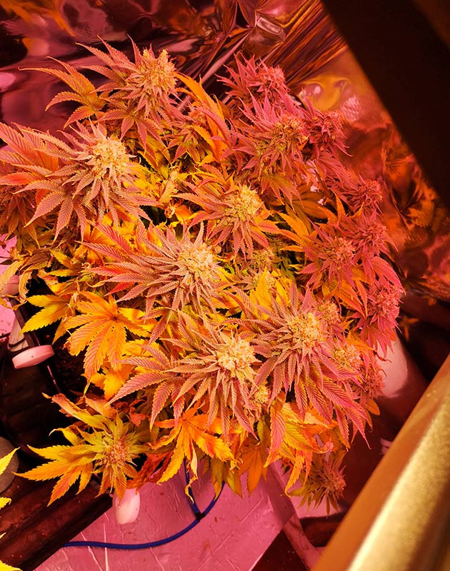 Фенотип с фиолетовыми листьями Куст конопли пурпурно-фиолетового цвета