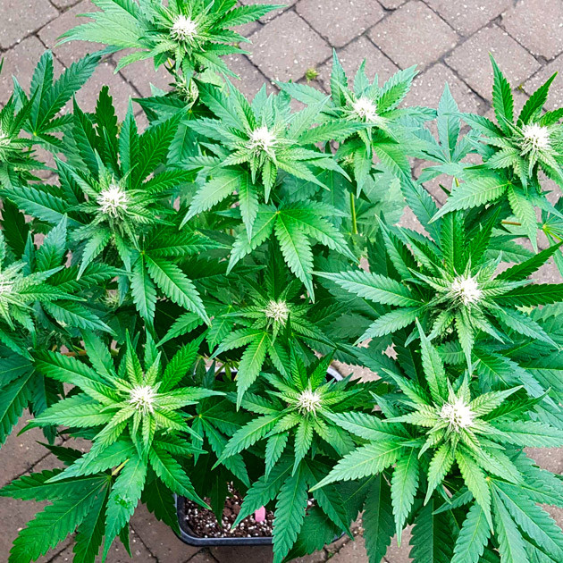 Соцветия с трихомами Куст Royal Gorilla с соцветиями