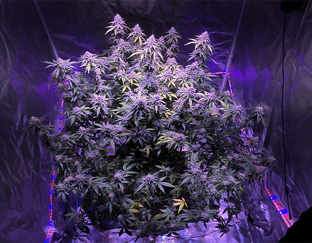 Подходящий метод Screen of Green Завершение цветения Blueberry Muffin