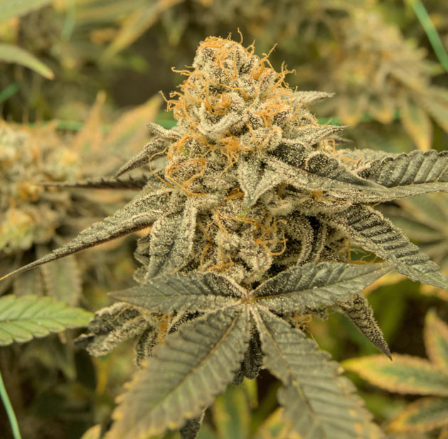 Янтарные трихомы у Poddy Mouth Желтые листья и осыпание Poddy Mouth