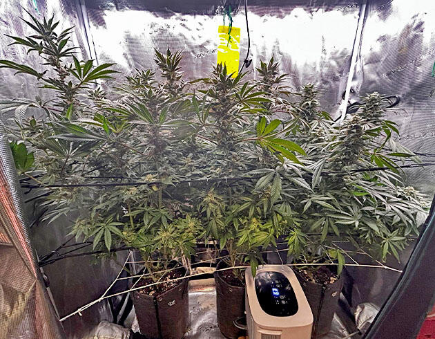 Молочные и янтарные трихомы Кусты RS11 x Banana OG на 16 неделе