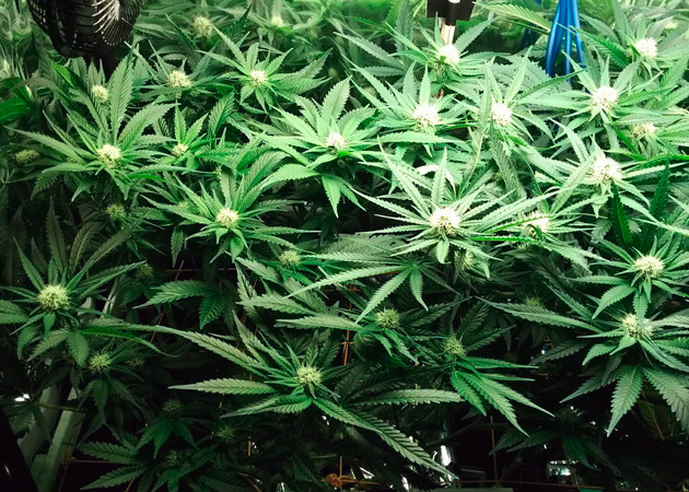 Остановка вытягивания куста на 16 неделе Куст на 16 неделе выращивания