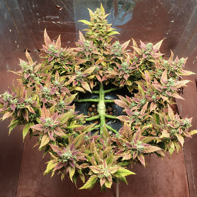 Промывка конопли водой перед харвестом Созревший куст конопли