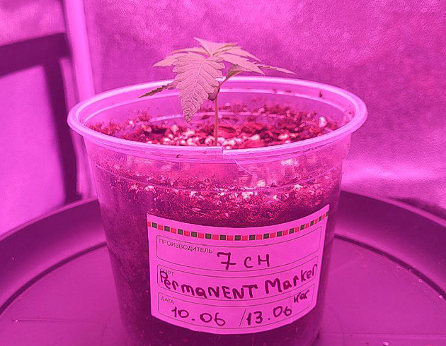 Начало выращивания сорта Permanent Marker Рост конопли в стелс-боксе