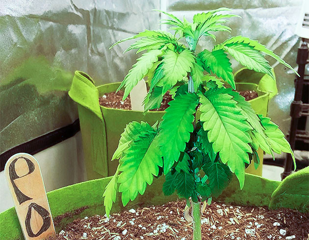 Стимуляция роста куста Pineapple Chunk Куст марихуаны Pineapple Chunk