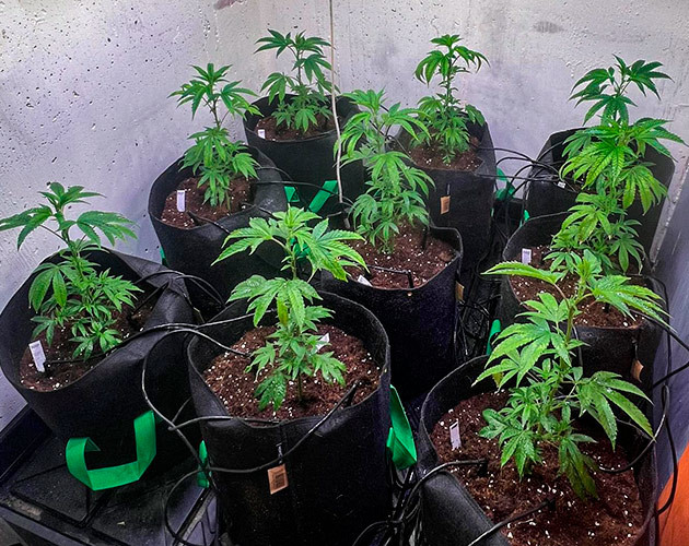 Появление тли на марихуане 2 неделя роста конопли