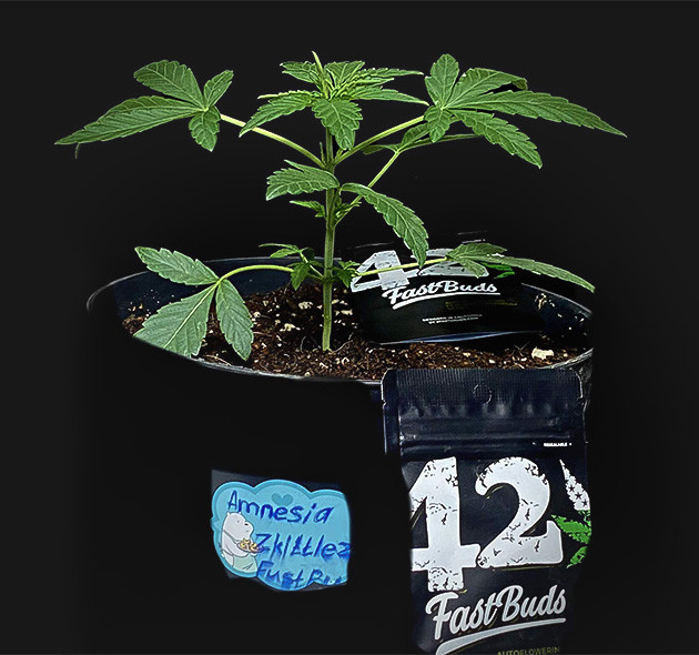 Открытая структура для лучшего освещения