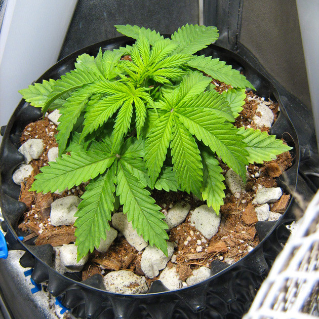 Tutankhamon на третьей неделе Куст ростом 14 см