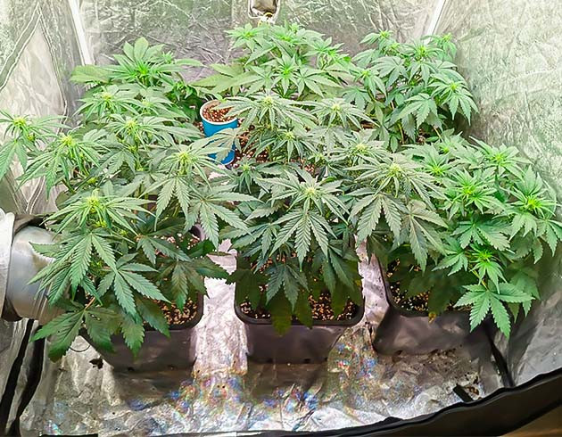 Начало подкормки: выбор удобрений Cream Caramel Auto: использование Big Start от Organics Nutrients