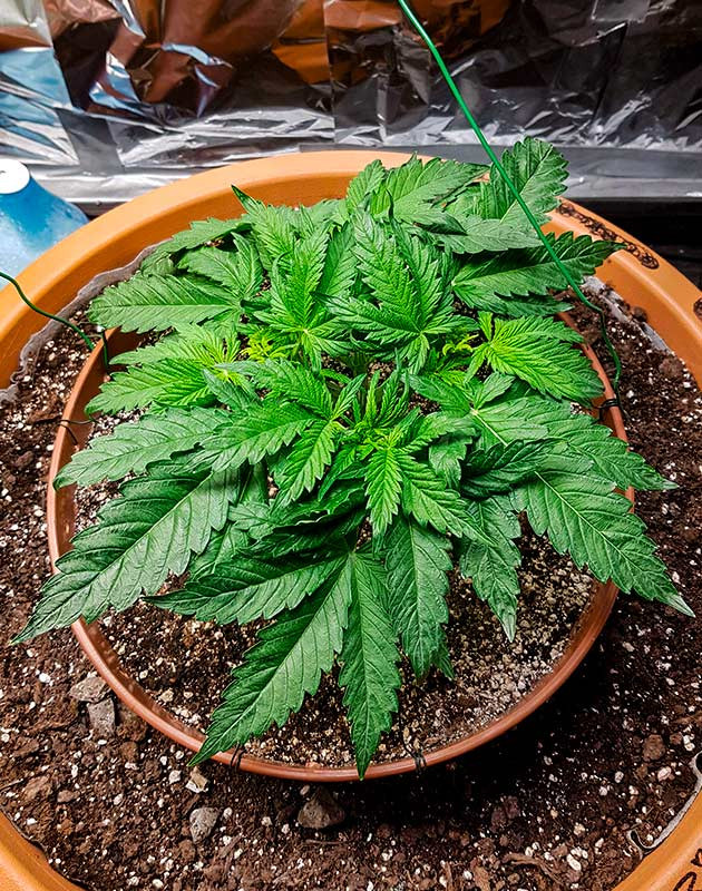 Гроурепорт сорта Zkittlez Auto Топпинг и фимминг Zkittlez Auto